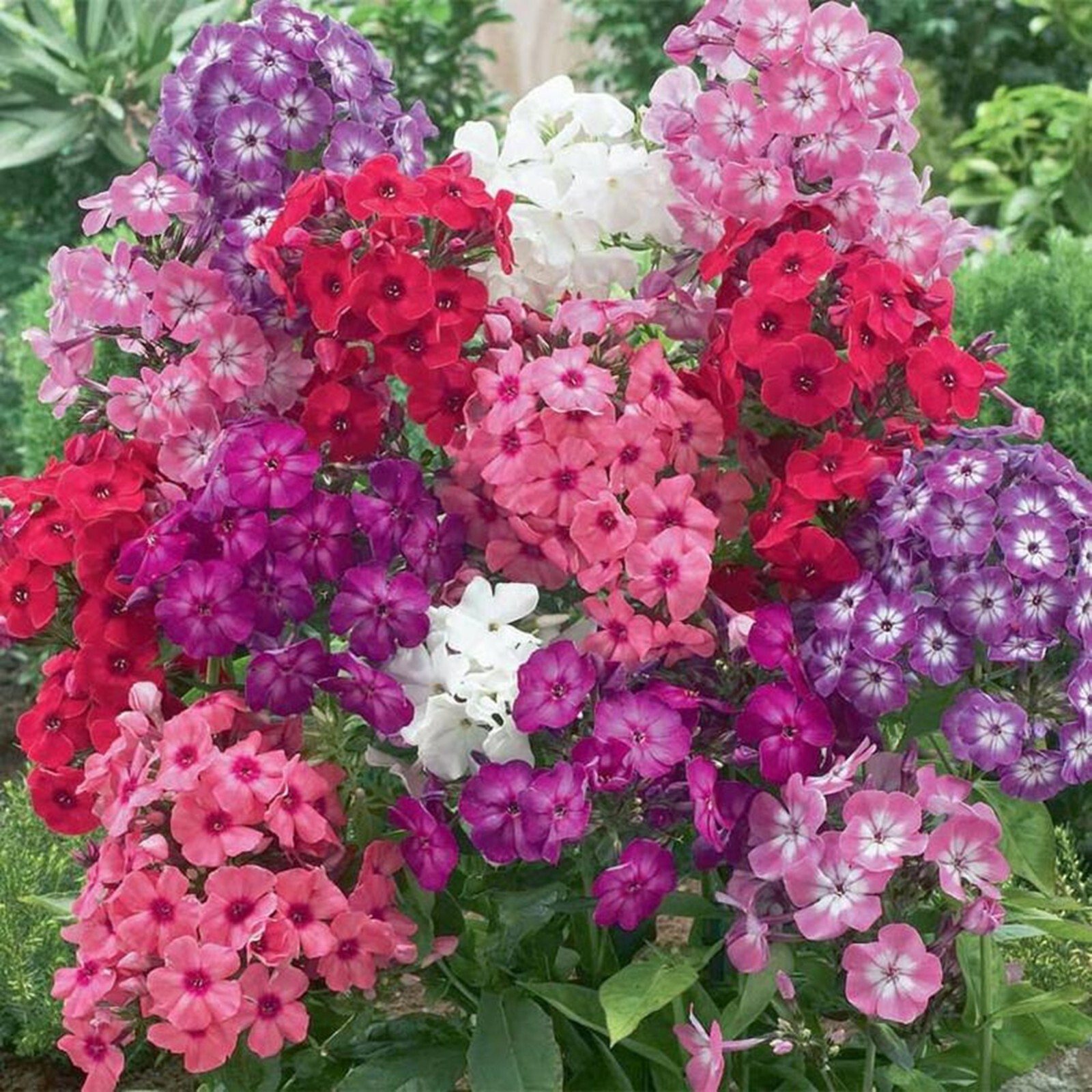 50 Pink White Purple Mix Phlox Seeds Flower Perennial Seed Bee Flowers US SELLER