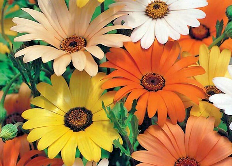 201+AFRICAN DAISY MIX Seeds White Orange Yellow Apricot Drought Tolerant Annual