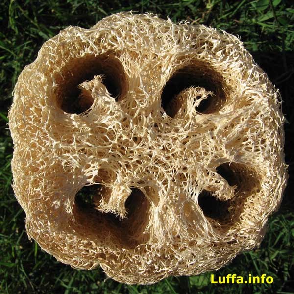 Luffa Sponge Gourd Seeds. 10 Seeds Free Shipping!