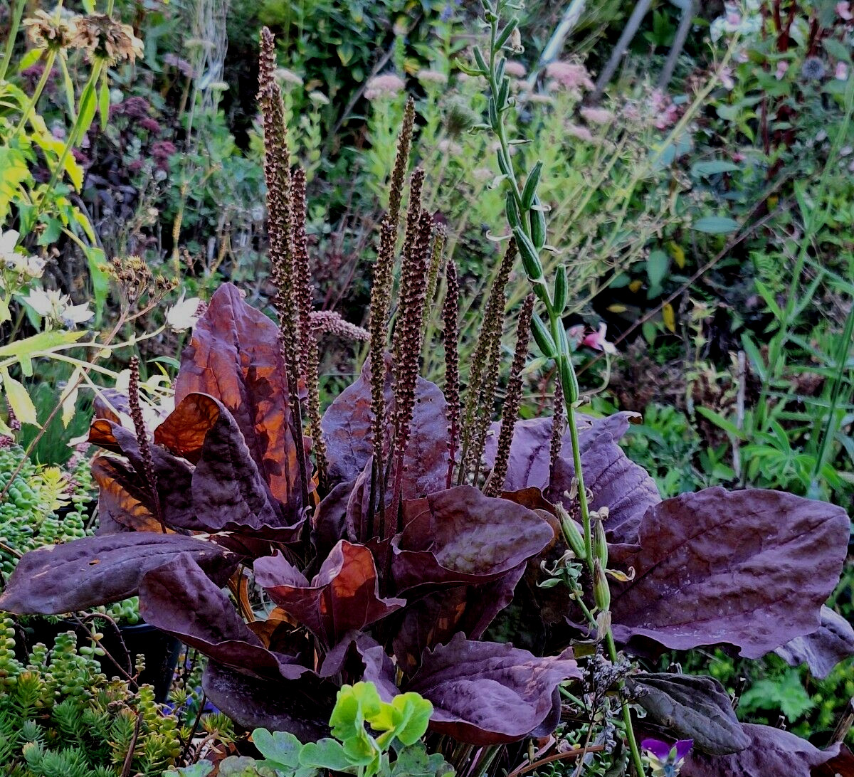 PURPLE PLANTAIN 100 SEEDS, PLANTAGO MAJOR PURPUREA, HARDY, EZ TO GROW HERB