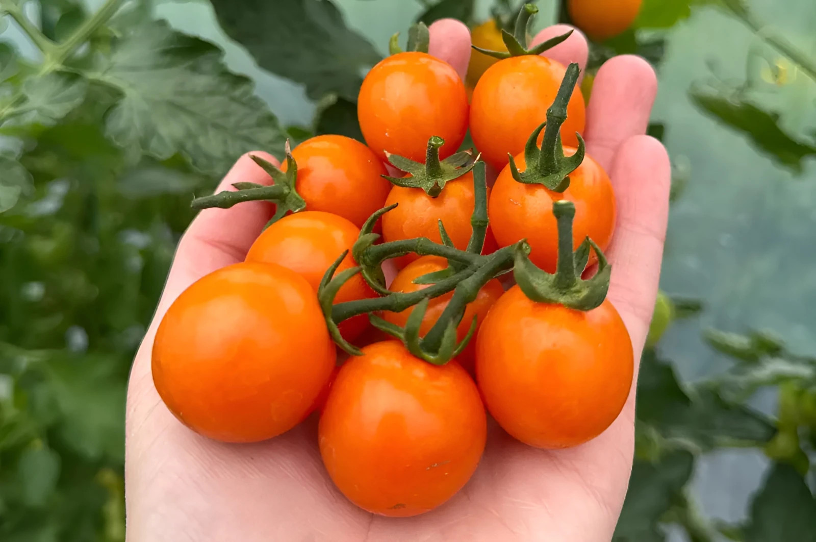 50 Rare Sweet Orange II Cherry Tomato Seeds – Open Pollinated Version Of Sungold