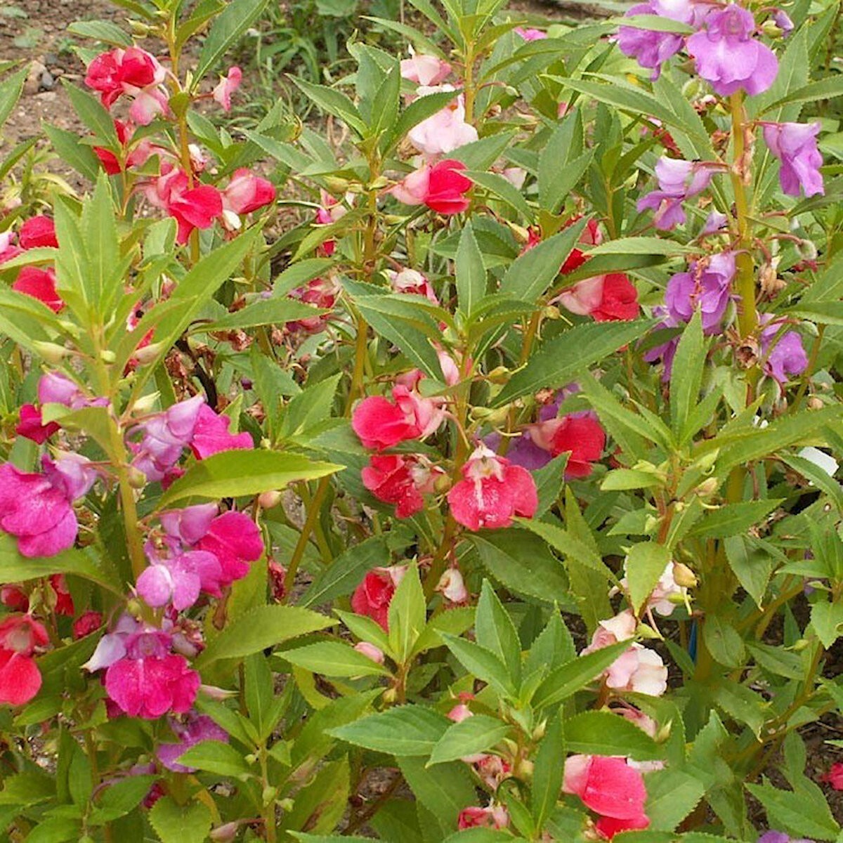 1/4 Lb Camilia Flowered Mixed Balsam Wildflower Seeds – Everwilde Farms Mylar