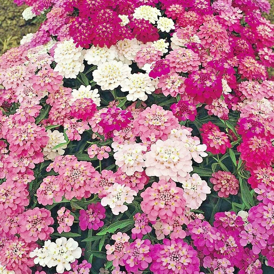 200+CANDYTUFT MIX Seeds Annual Iberis Groundcover Drought Heat Garden Container