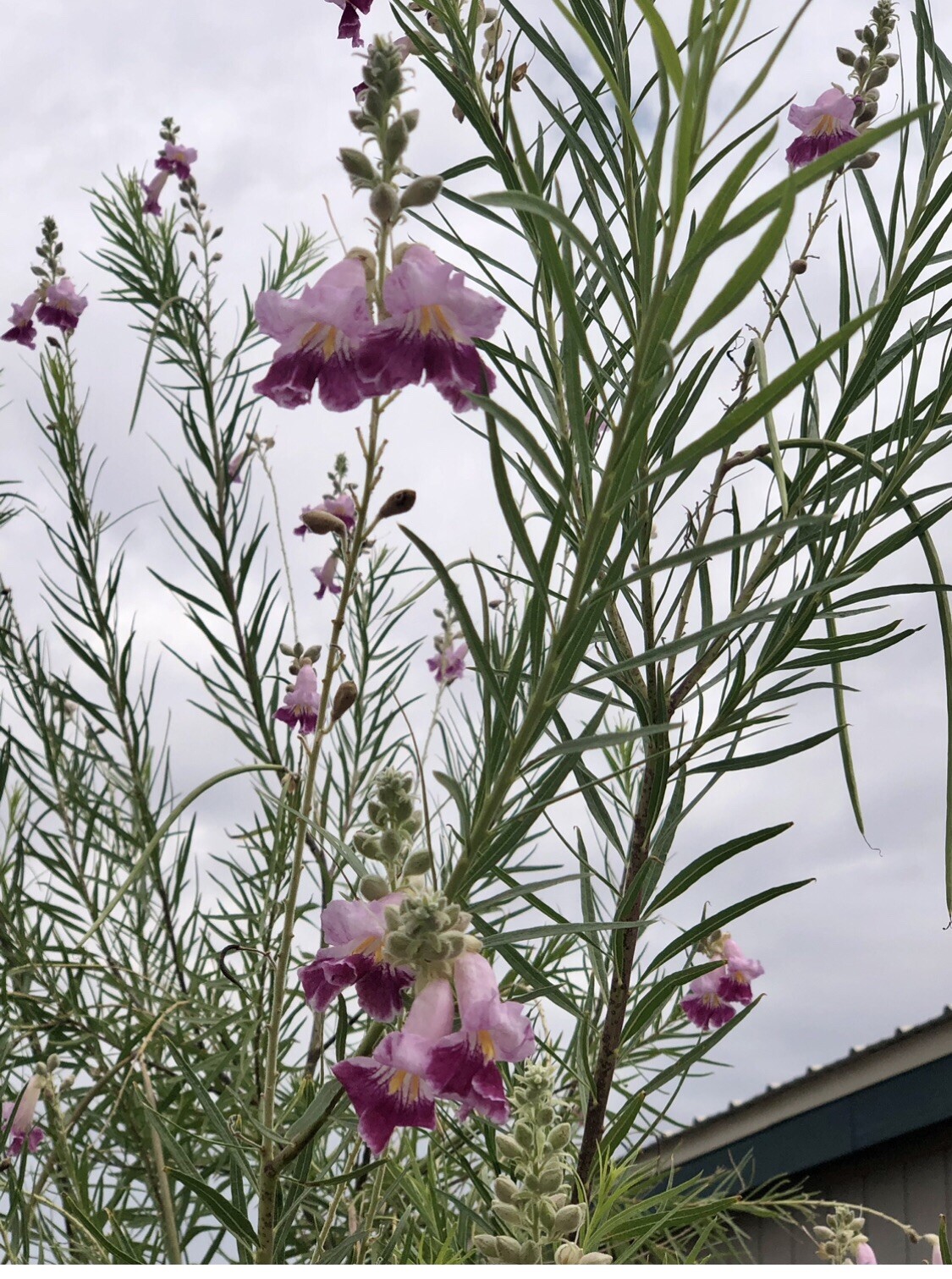 DESERT WILLOW TREE Seed, Edible Pink Flowering Shrub/tree, Home Grown, 15+ Seed