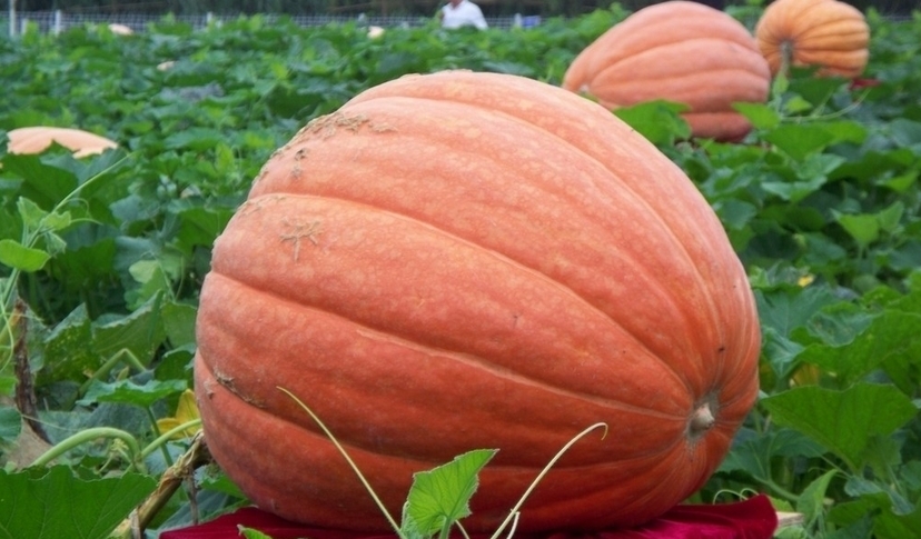 Big Max Pumpkin Seeds, (up to 100 pounds), Cucurbita pepo
