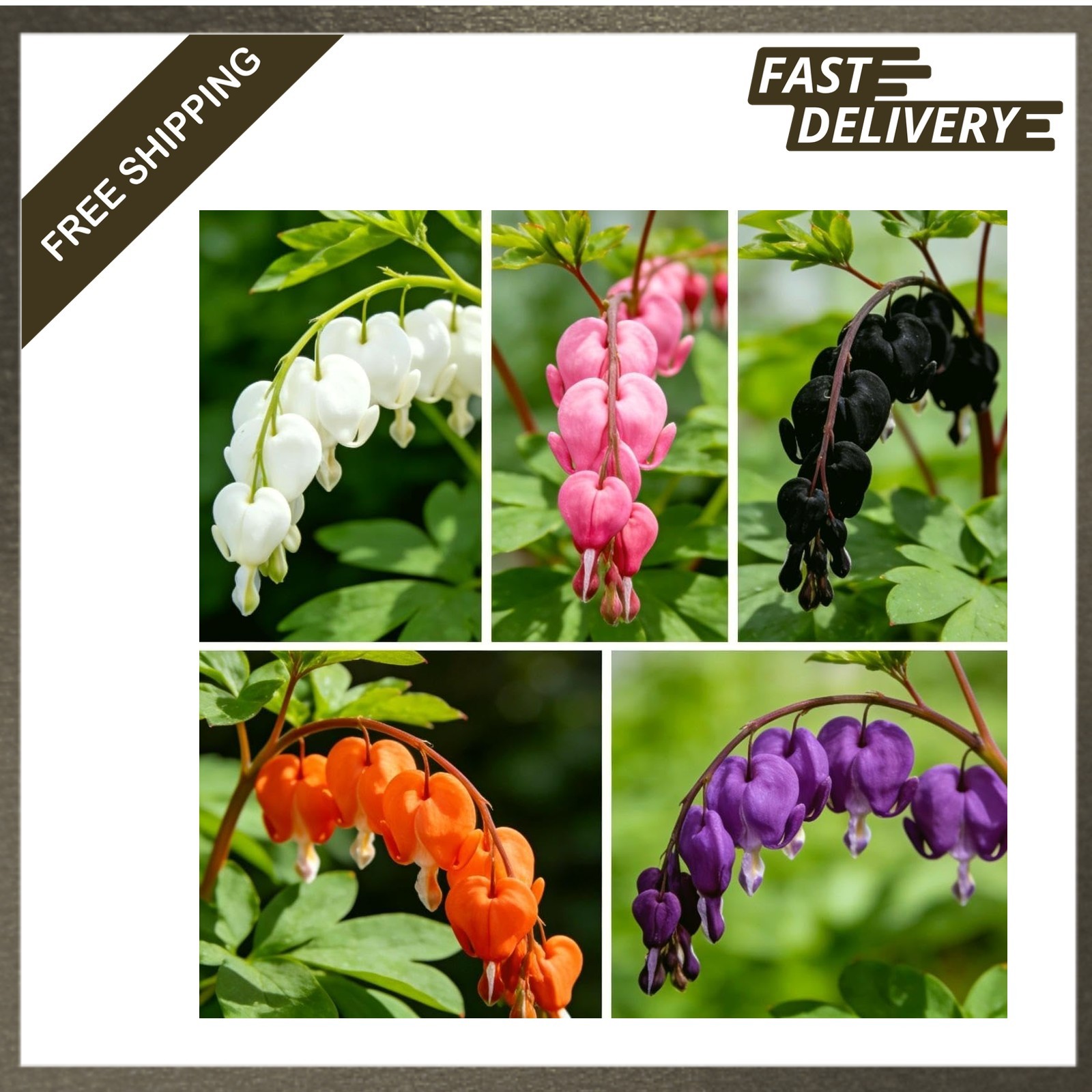Bleeding Heart Seeds Dicentra Spectabilis Shade Loving Perennial Flower Garden