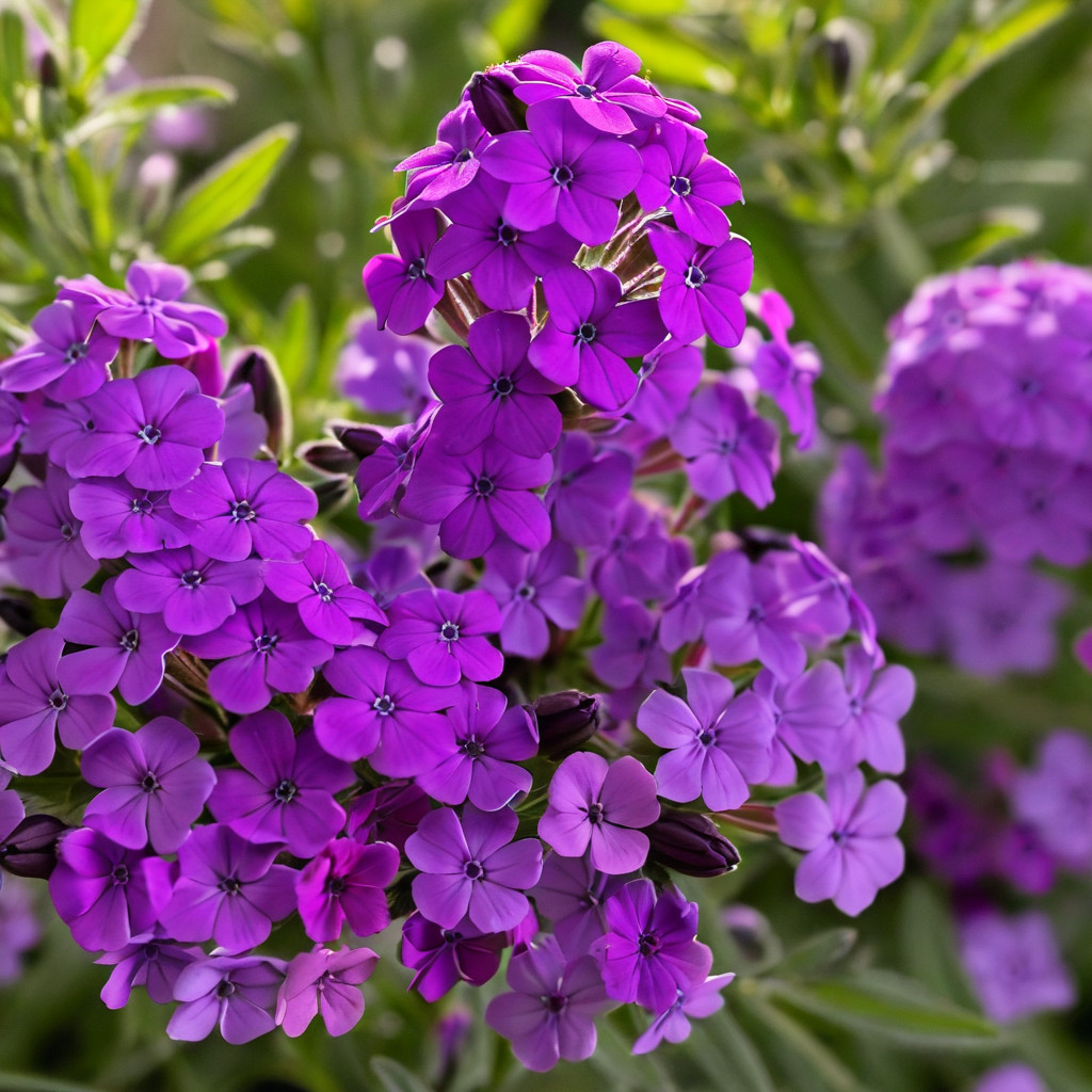 50 Phlox Seeds Flower Perennial Seed Flowers Butterfly US SELLER “Bright Purple”