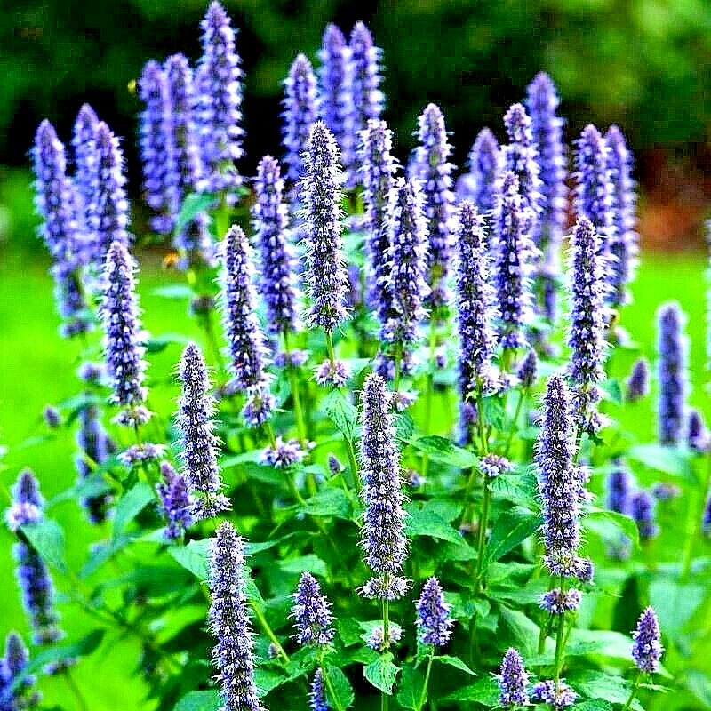 200+ KOREAN MINT SEEDS SPRING PERENNIAL HERB MOSQUITO INSECT REPELLENT HARDY USA