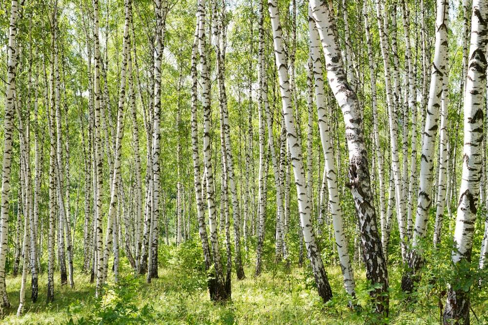 Gray Birch seeds 100+