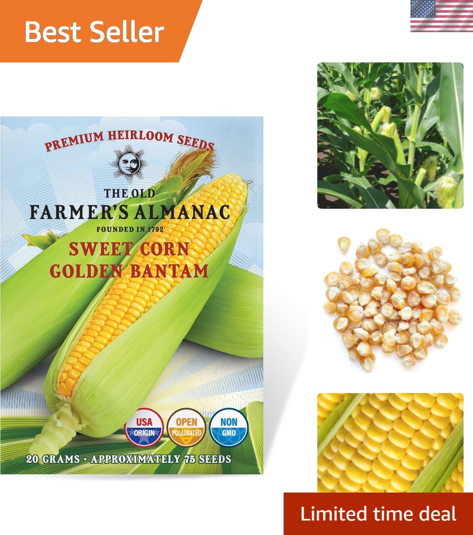 Heirloom Sweet Corn Seeds Golden Bantam – Approx 75 Seeds – Non-GMO, Open Pol…