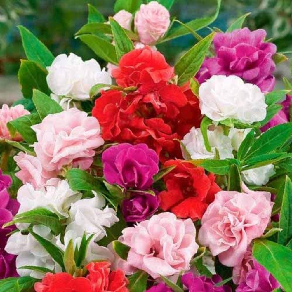 – Seeds Balsam Camellia Flowered Mix – Impatiens balsamina – Annual Flowers f…