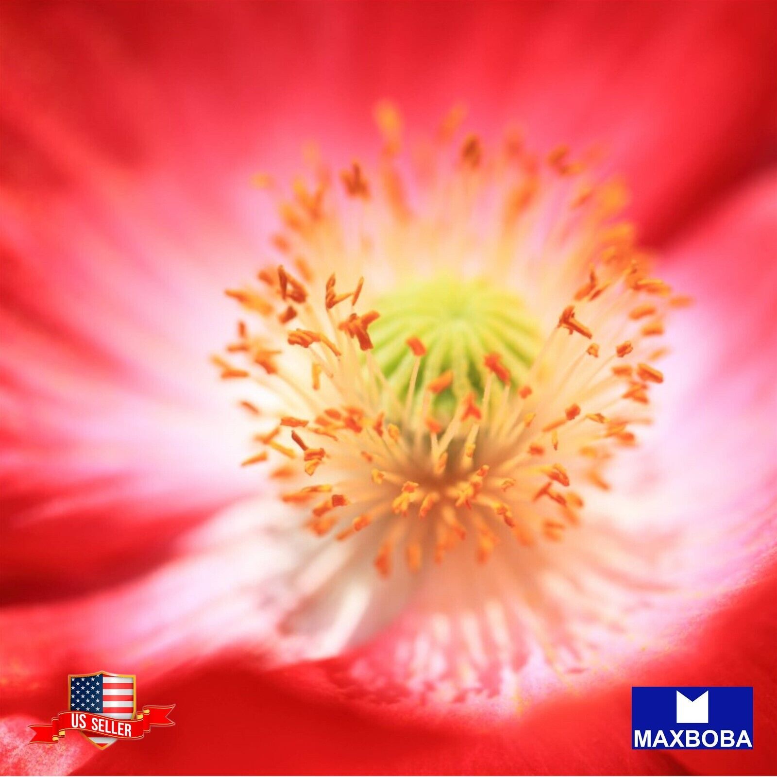 5000+ Shirley Poppy Seeds Double Mixed Non-GMO BOGO 50% OFF