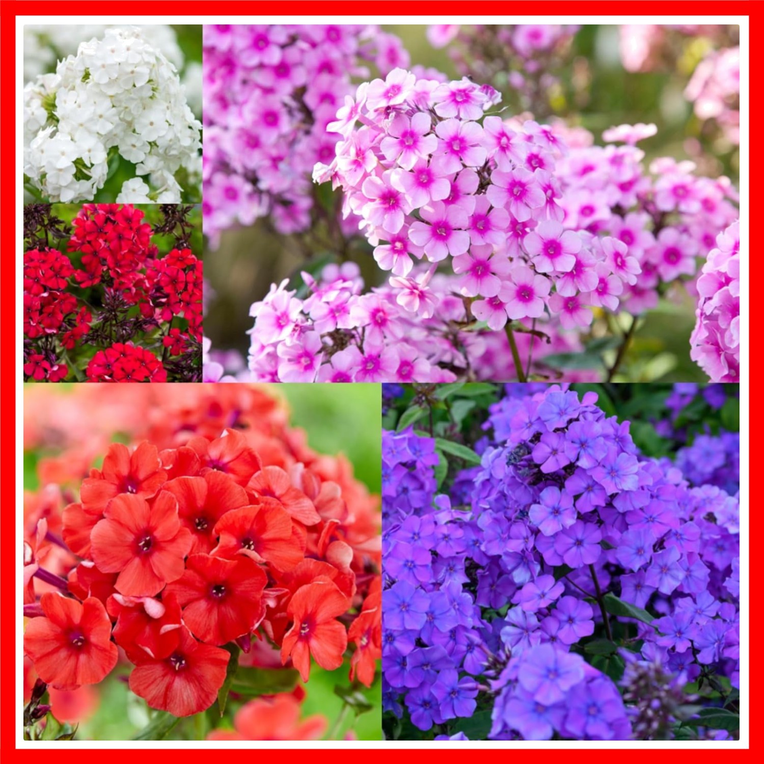 1000 Creeping Phlox Seeds for Planting Bright Mixed Phlox Seeds Creeping