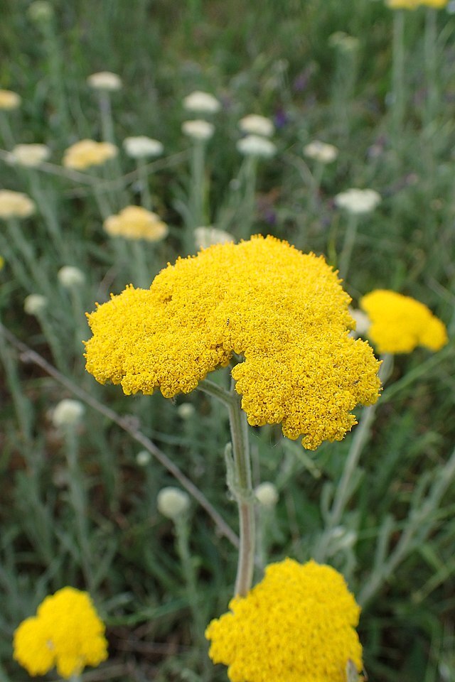 MOONSHINE YARROW Seeds *FREE Shipping!* Achillea clypeolata Yellow 200+ SEEDS