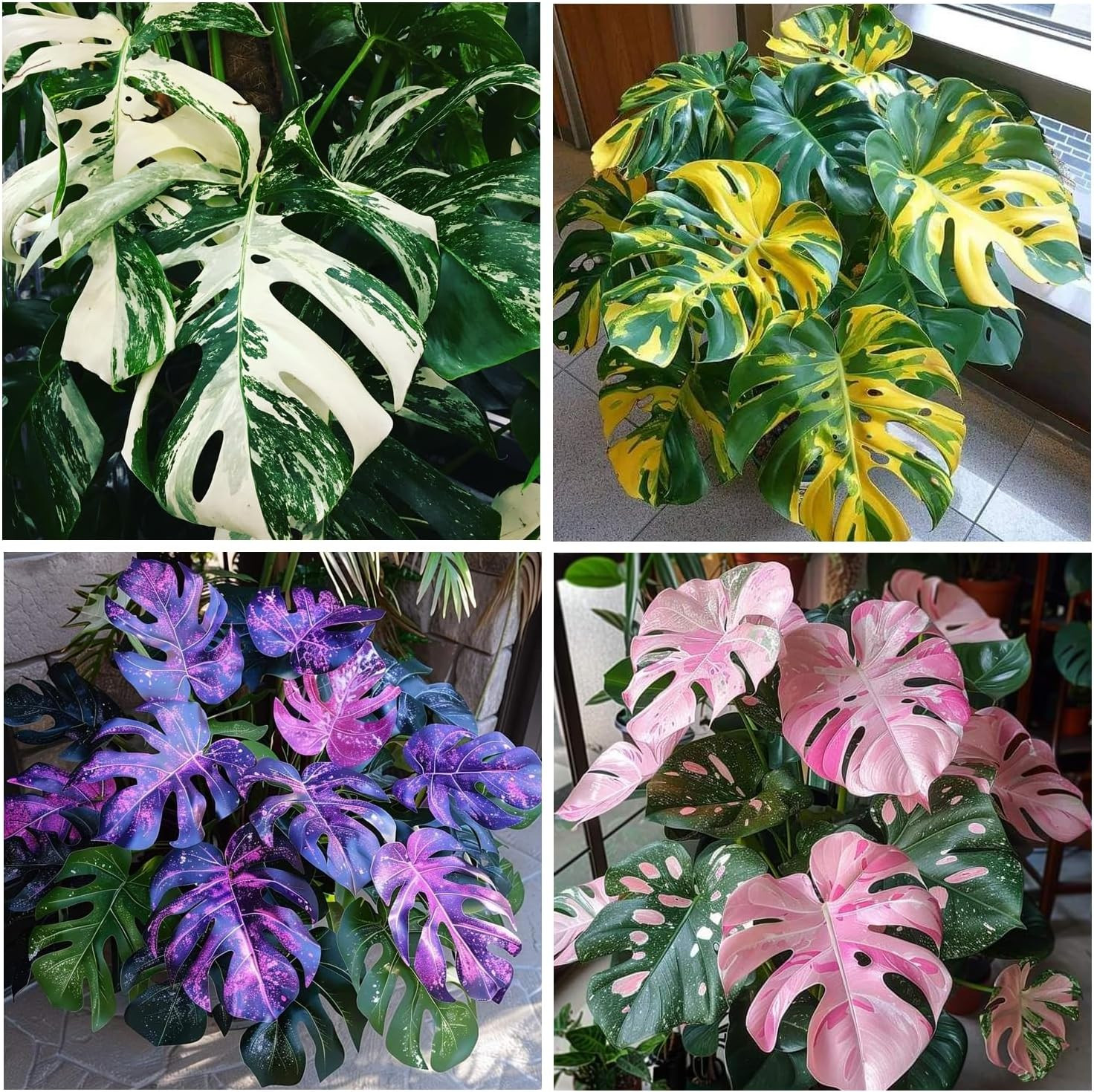300+ Monstera Deliciosa Seeds for Planting Outdoor-Grow Your Own Rare Indoor Gar