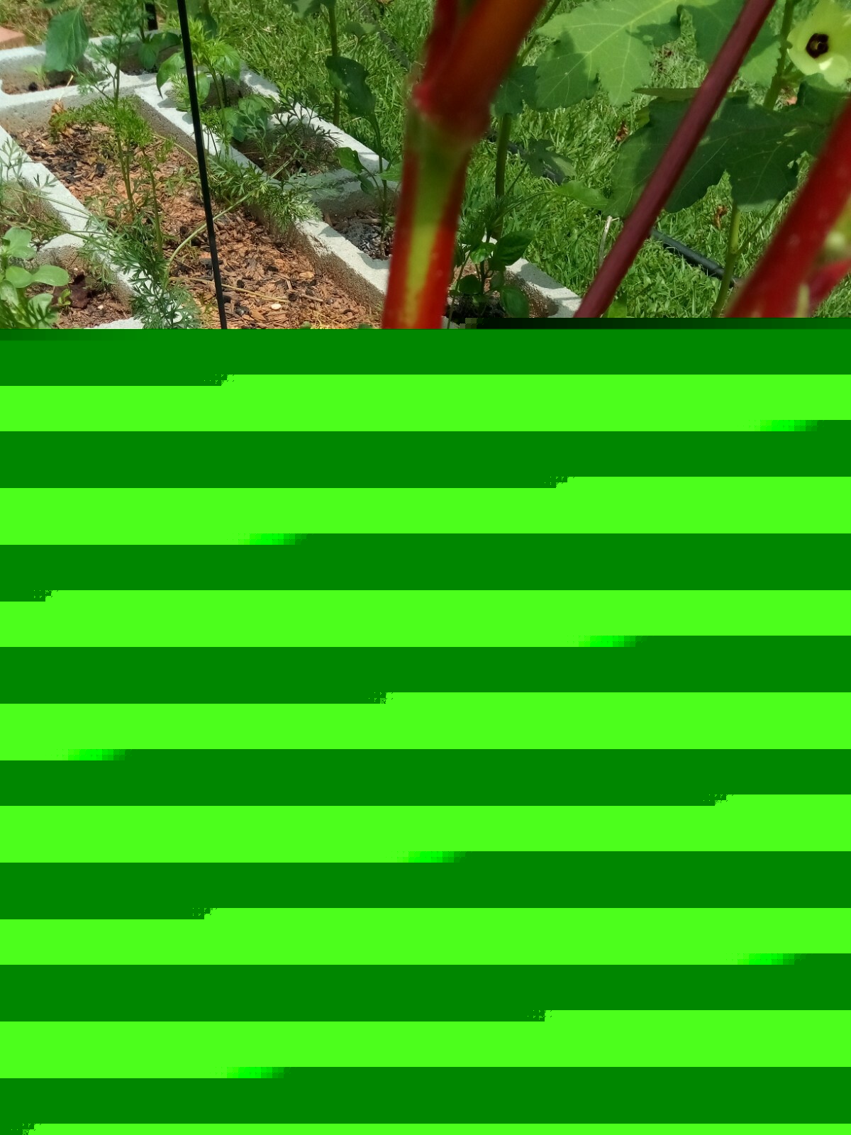 10 Rare Type Of Okra(Red/Green Pod) Seeds( Spineless ),US grown vegetable seeds.