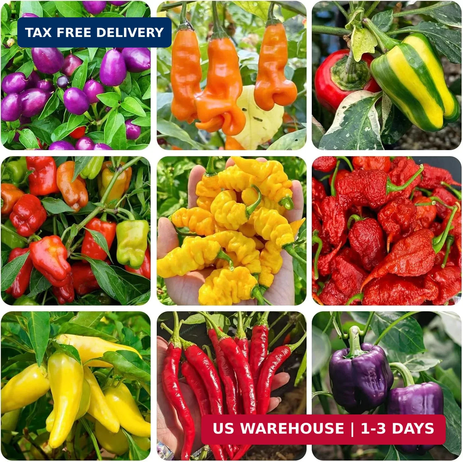 Hot & Sweet Pepper Seed Collection for Planting – 8 Varieties Pack, Jalapeno, Ha