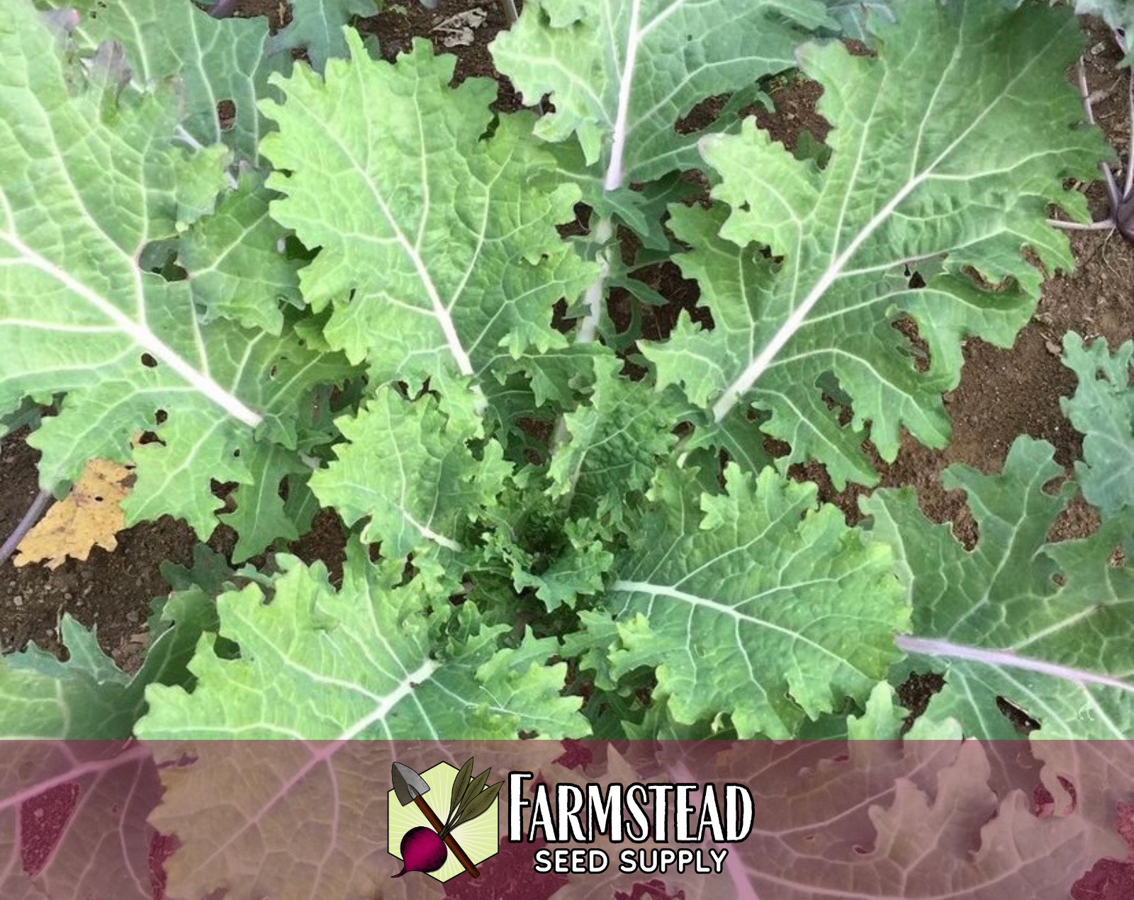 1,900+ Kale Seeds [Dwarf Siberian] Heirloom Vegetable Gardening, Non-GMO