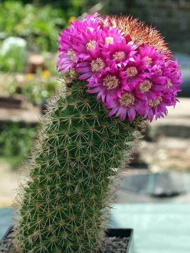Mammillaria backebergiana subsp. ernestii | 100 Seeds