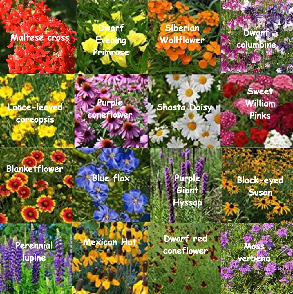 Bulk Wildflower Seed Mix – 93,750 Seeds, All Perennial, Covers 500 SQFT