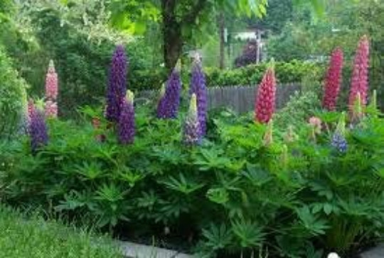 LUPINE RUSSELL MIX SEEDS, 40 Seeds, Lupinus Polyphyllus Russell, Perennial