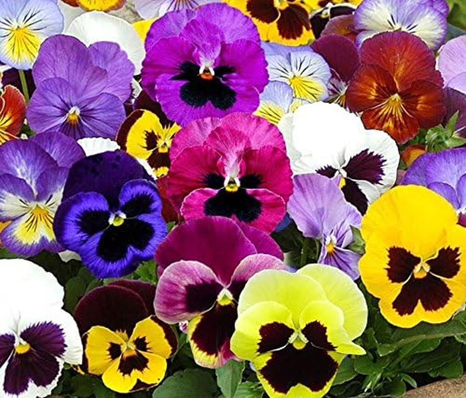 Swiss Giants Mix Pansy – 1,000+ Non-Gmo Heirloom Flower , Hardy Annual, Great f