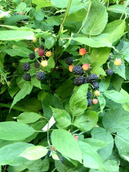 100+ WILD BLACK RASPBERRY SEEDS (Rubus occidentalis)