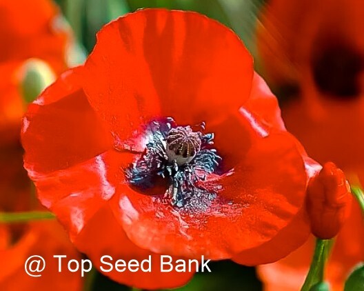 100+ Red Corn Poppy seeds, Remembrance Poppy + Free GIFT | Organic | Top Seed