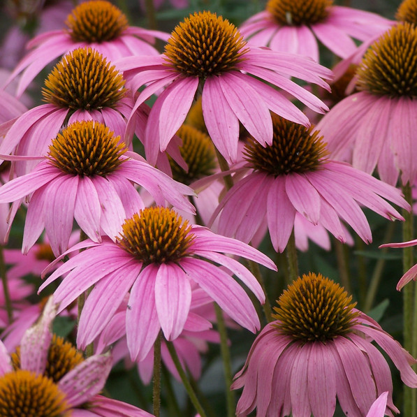 Purple Coneflower Seeds | Non-GMO | Free Shipping | Seed Store | 1259
