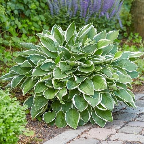 310+ USA Premium Rare Hosta Flower Seed for Planting Outdoors Garden Home Mixed