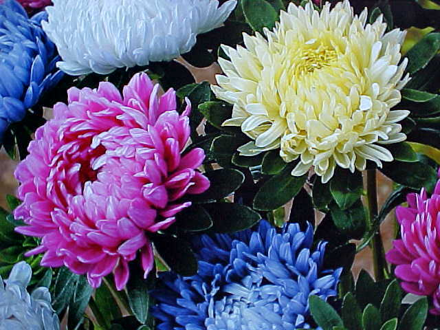 400 SEEDS CHRYSANTHEMUM VARIETY OF COLORS (DACHESS CLUSTER BLOOMS) FLOWER SEEDS