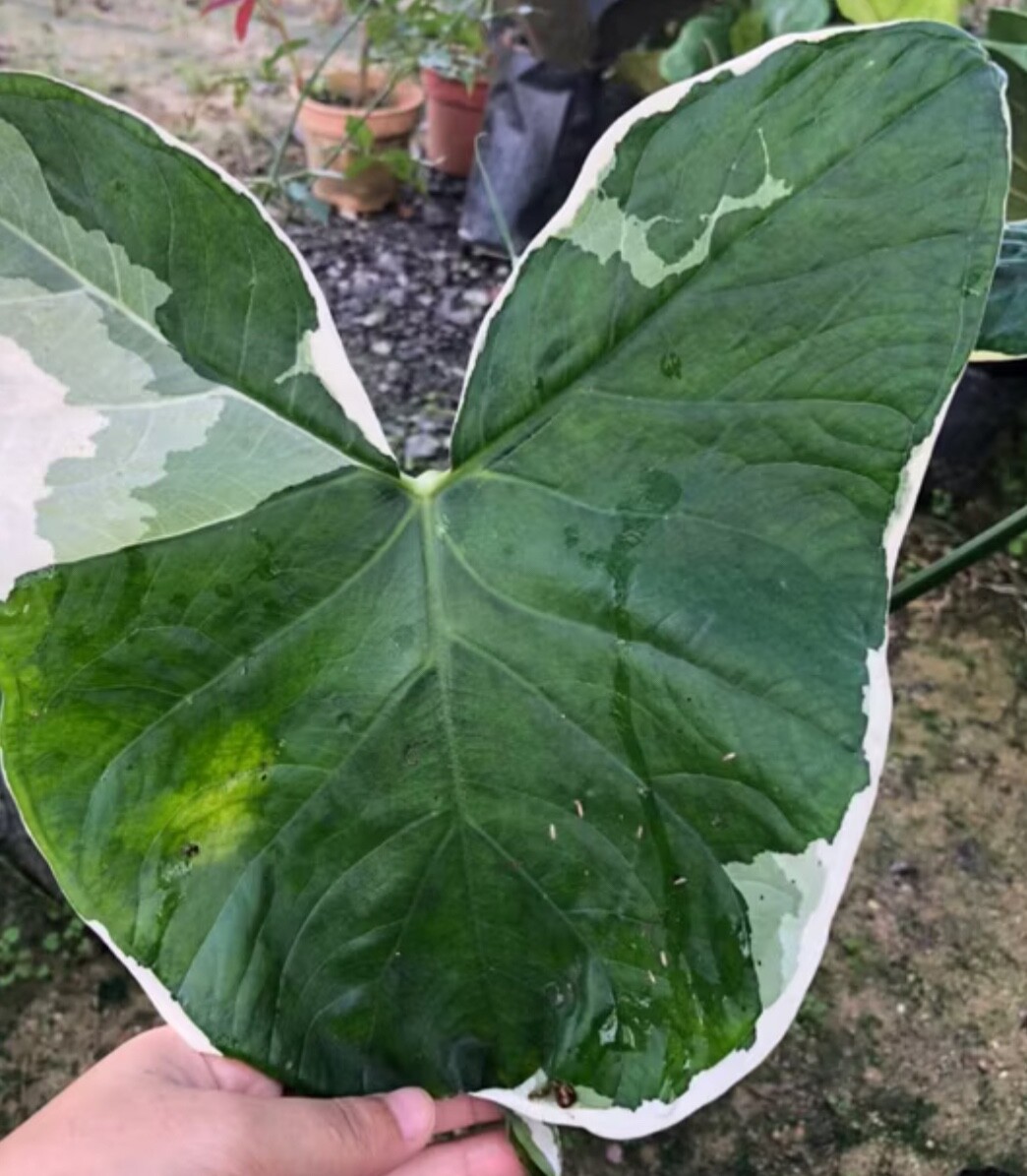 AUTHENTIC Colocasia Mickey Mouse 1 bulbs