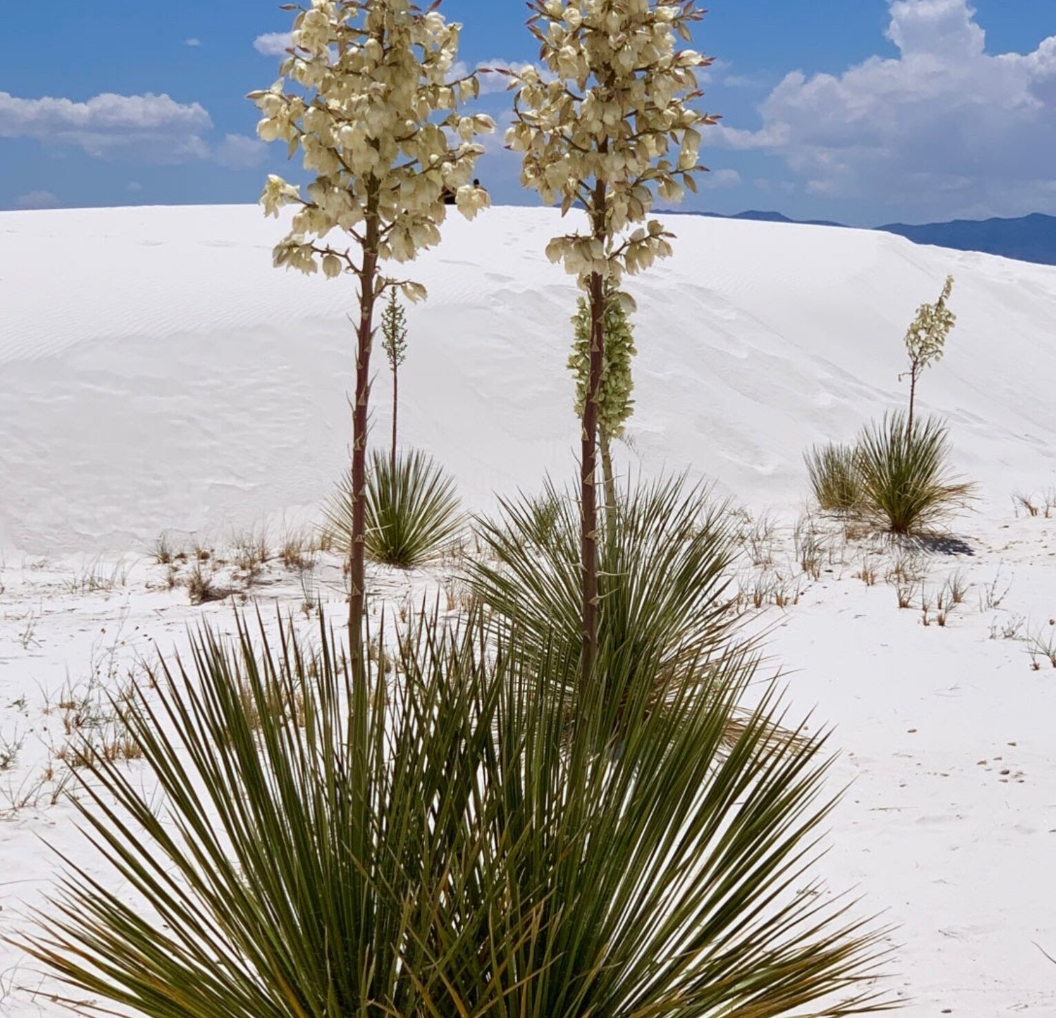 Soaptree Yucca 10 Seeds Yucca Elata Tree Yucca 6’ht Mojave Desert White Flowers