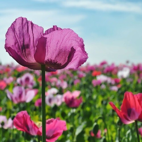Mixed Colors Poppy Seeds For Planting 20,000+ Organic Stratified Various Colors