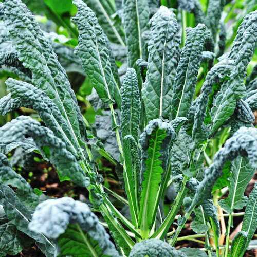 Lacinato Kale Seeds | Tuscan Italian / Dinosaur Kale | 200 – 4,000 Seeds | 1097