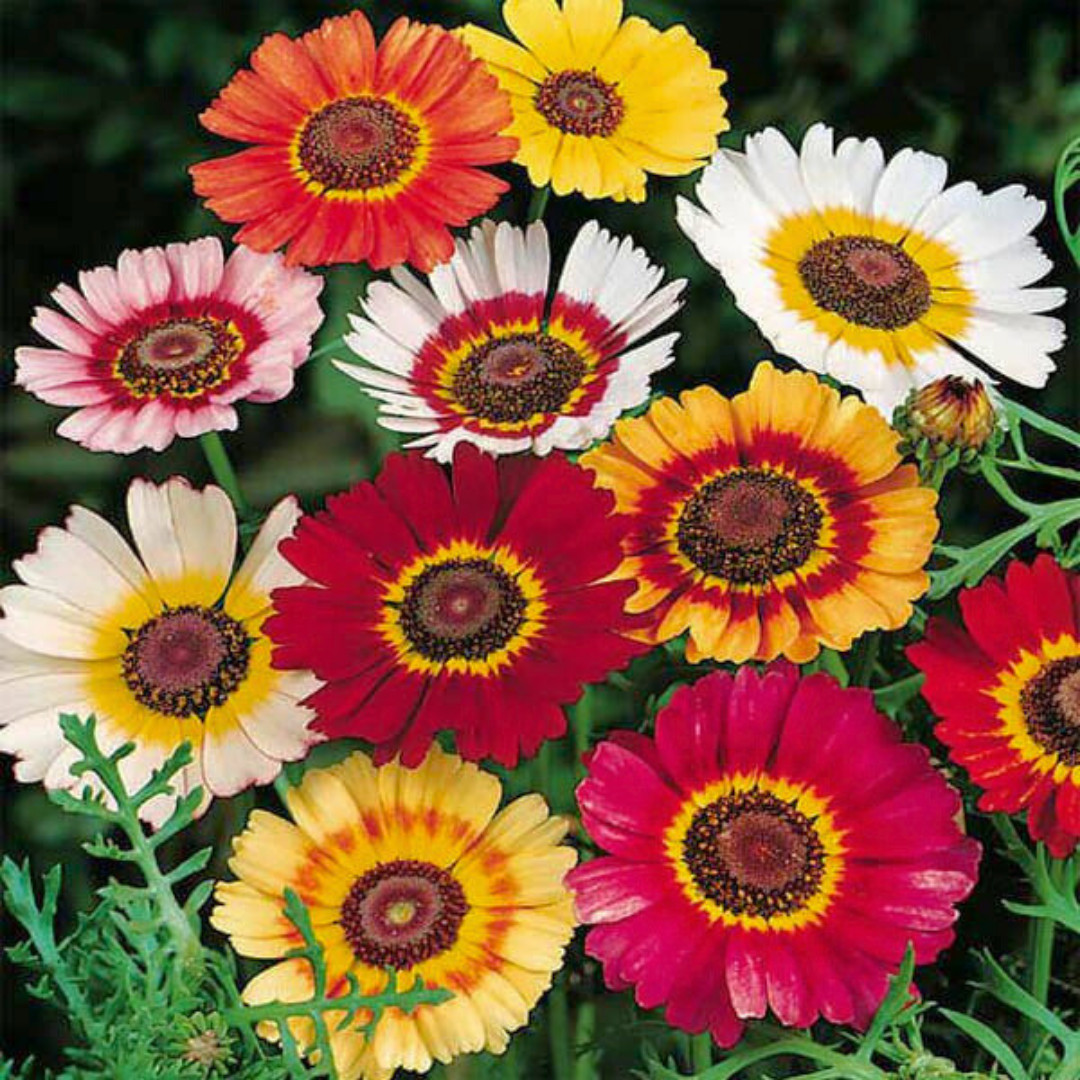 Fresh Painted Daisy Seeds | Chrysanthemum | Heirloom Non-GMO | Flower Seeds