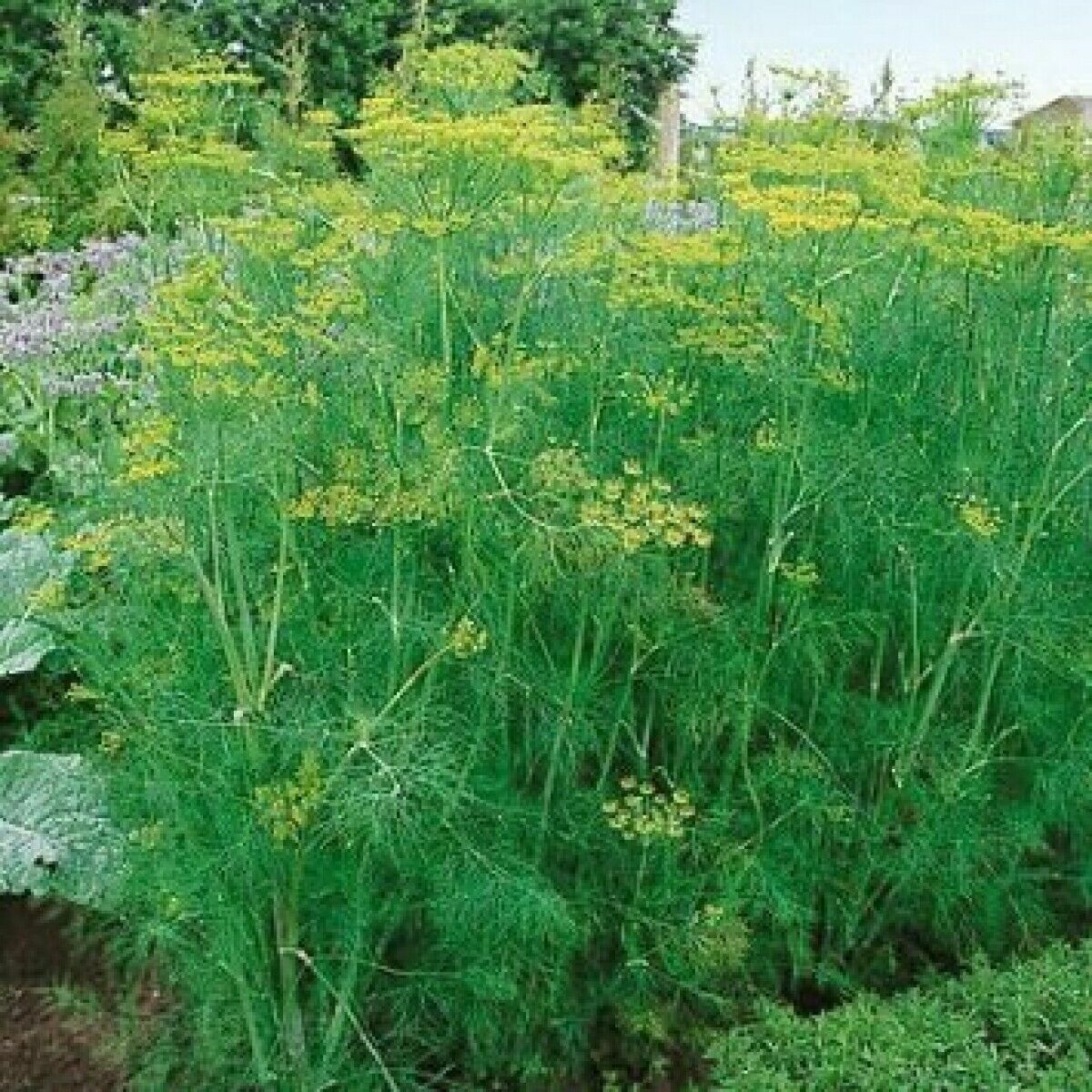 500 Bouquet Dill Seeds Anethum Graveolens Herb Heirloom