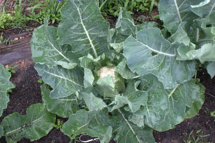 400+SNOWBALL CAUILFLOWER Seeds Organic Heirloom Vegetable Garden Container Easy