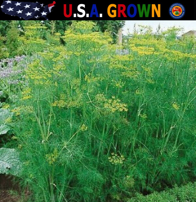 500 Bouquet Dill Seeds Anethum Graveolens Herb Heirloom