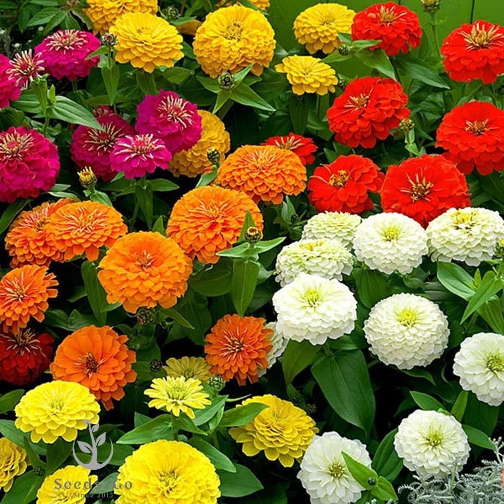 Zinnia – California Giant Flower Seeds Mix – 1,500 Seeds by Seeds2Go