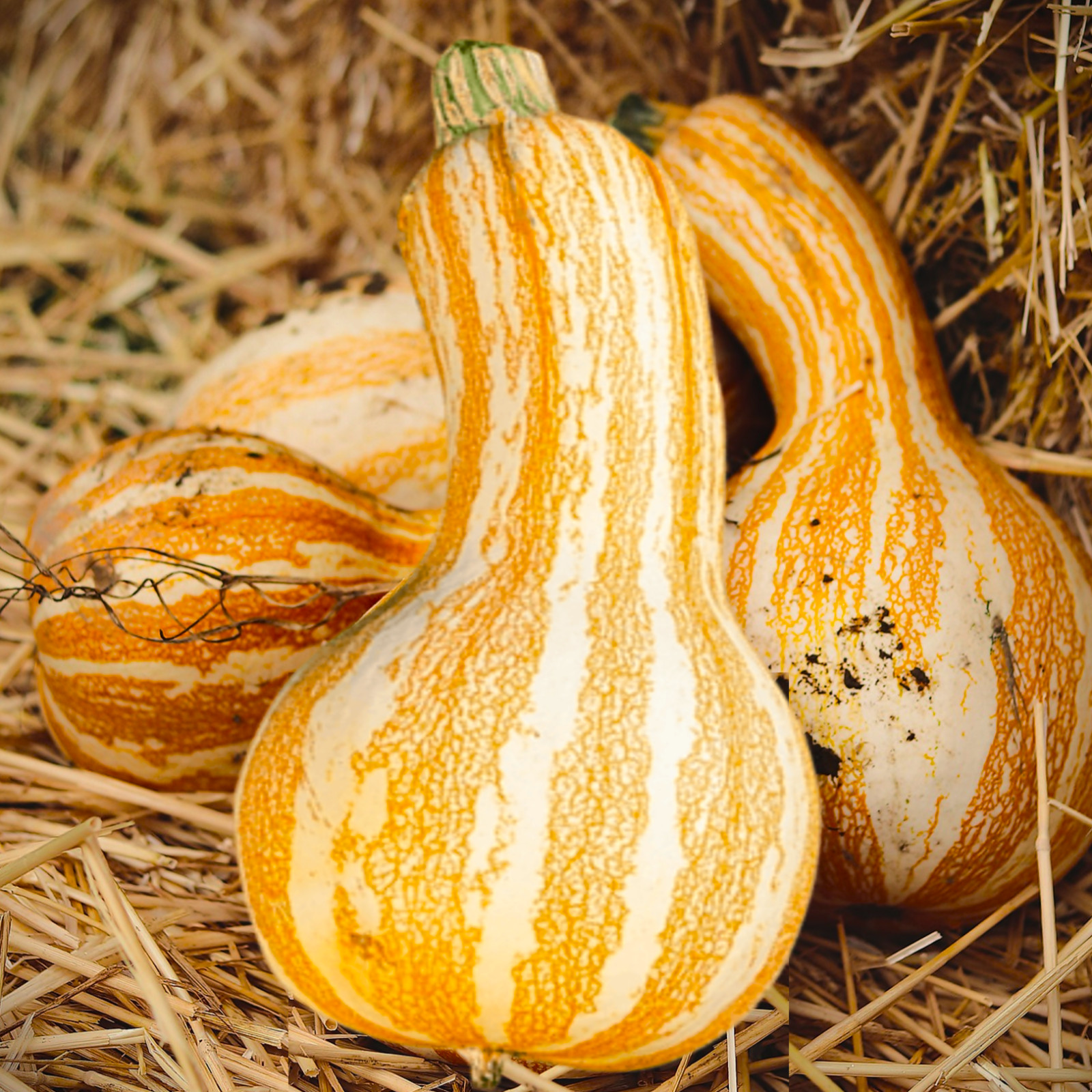 Orange Striped Cushaw Squash Seeds | Sweet Gourd Pumpkin Seed 2024 Fast Shipping