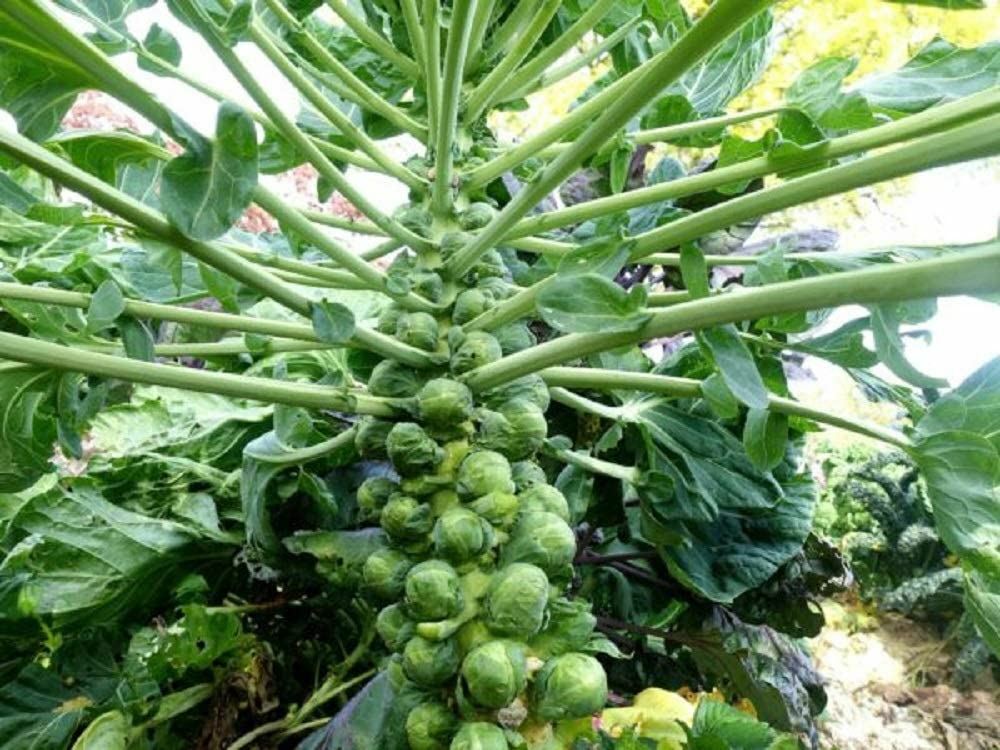 Brussel Sprout Seeds- Churchill, “COOL BEANS N SPROUTS” Brand. Home Gardening.
