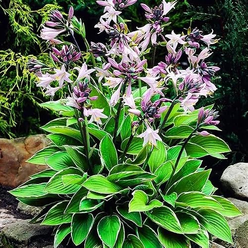 310+ USA Premium Rare Hosta Flower Seed for Planting Outdoors Garden Home Mixed