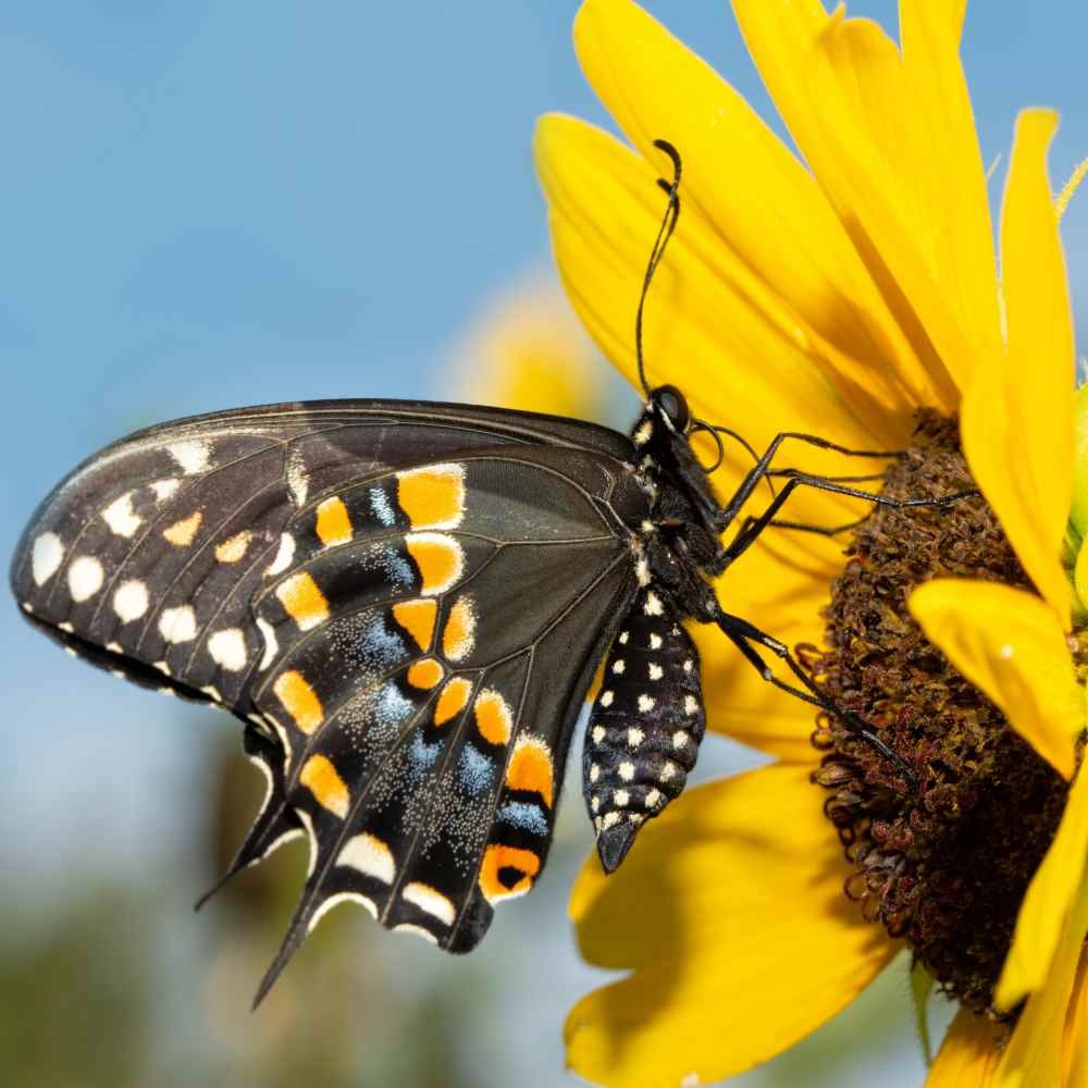 1000 Seeds Wild Sunflower Seed For Planting Outdoors – Helianthus Annuus