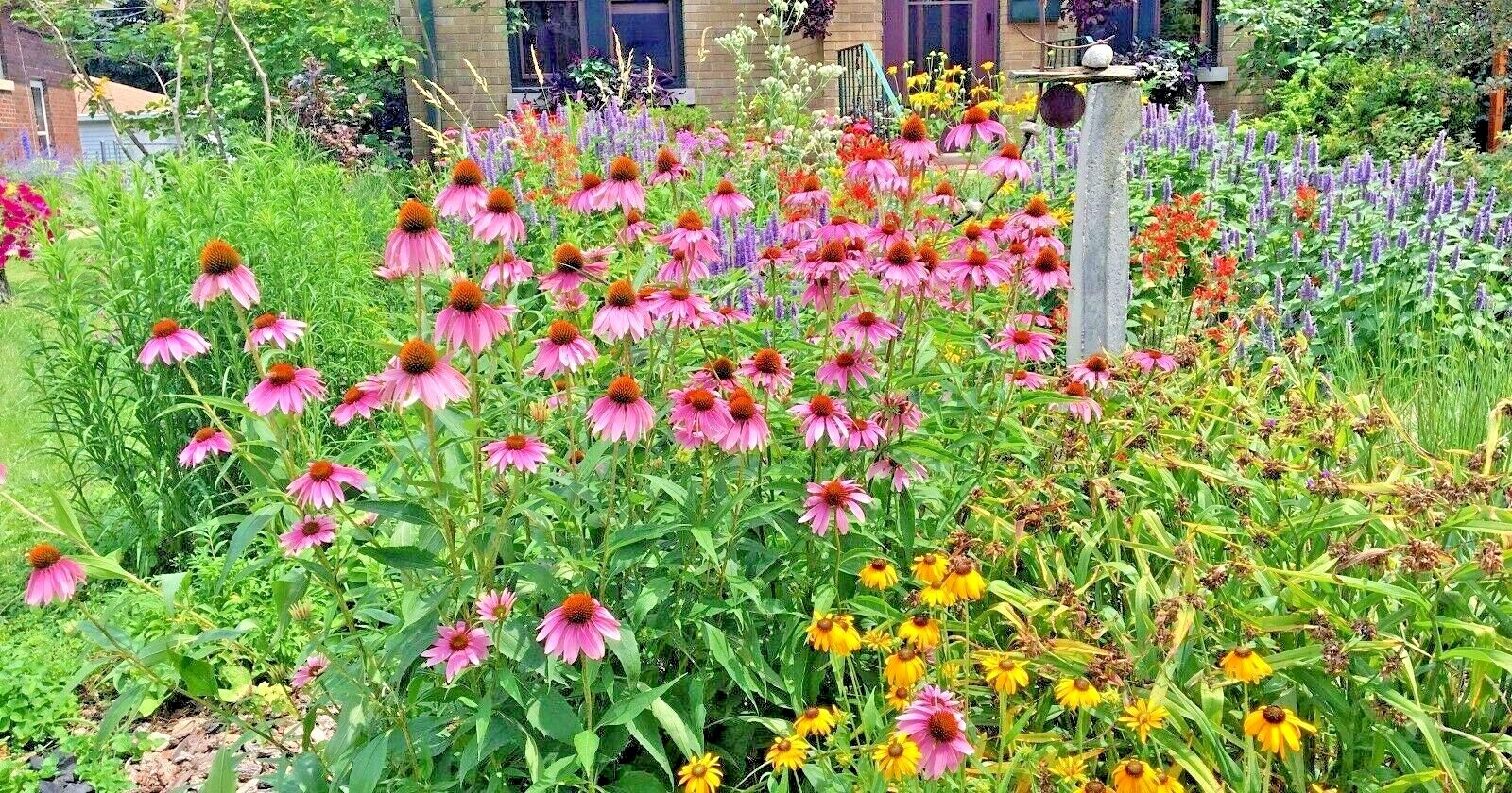 2000+NATIVE PERENNIAL WILDFLOWER Mix Seeds 17 Varieties Pollinators Cut Flowers