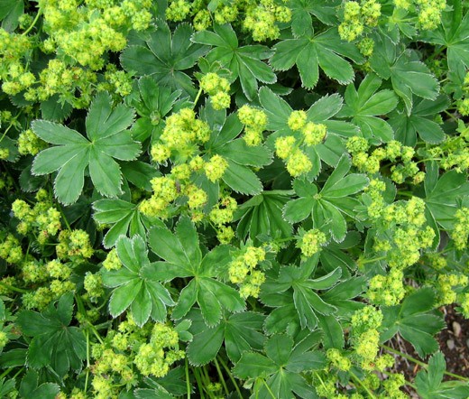 LADY’S MANTLE SILKY GOLD STRIKE Alchemilla Sericata – 250 Bulk Seeds