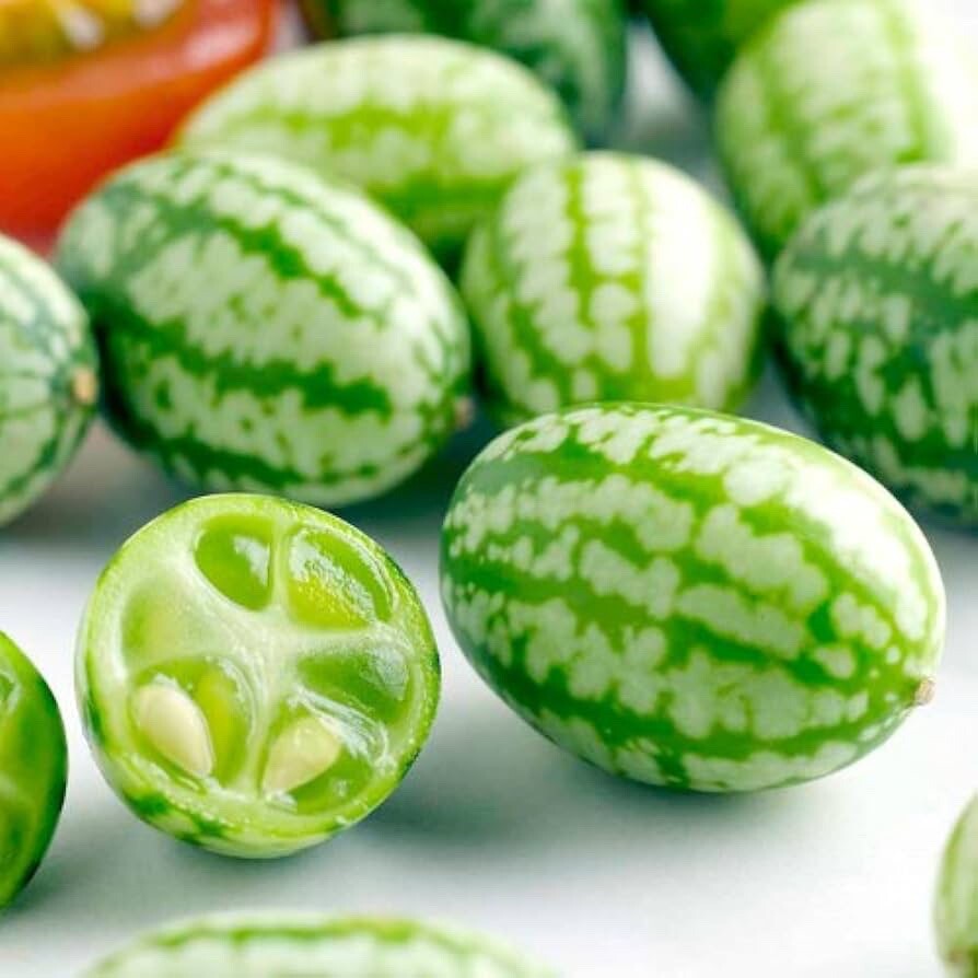 15+ Cucamelon Seeds, Mouse Melon – Melothria Scabra Mexican Sour Gherkin Non GMO