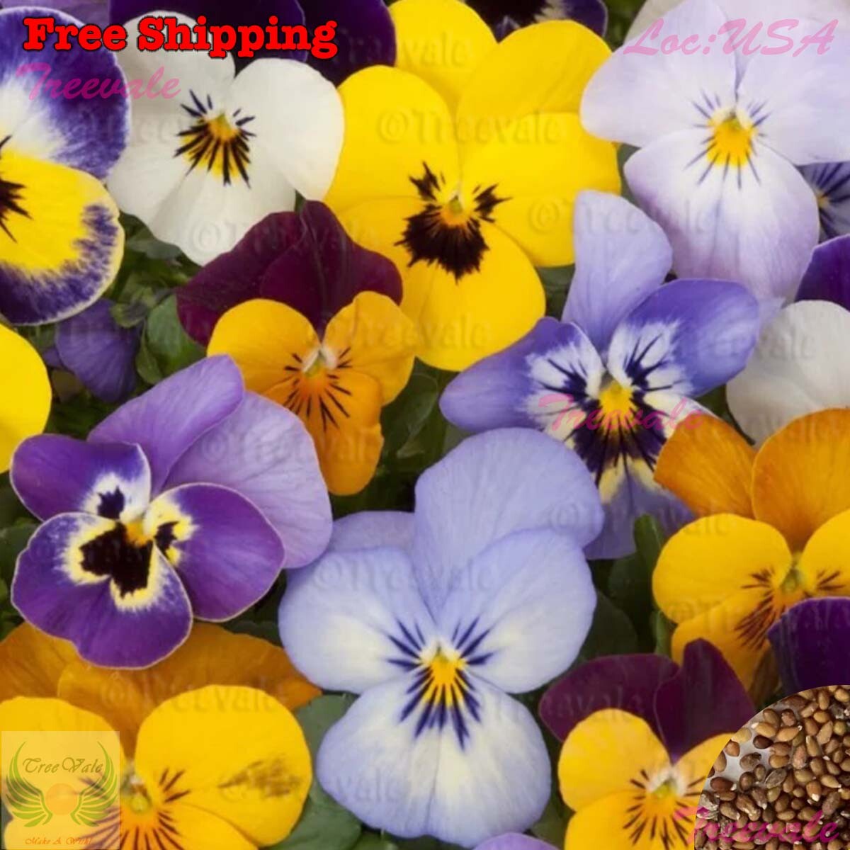 Swiss Giants Pansy Seeds – Viola Wittrockiana – Pensee Mix | Flower Seeds