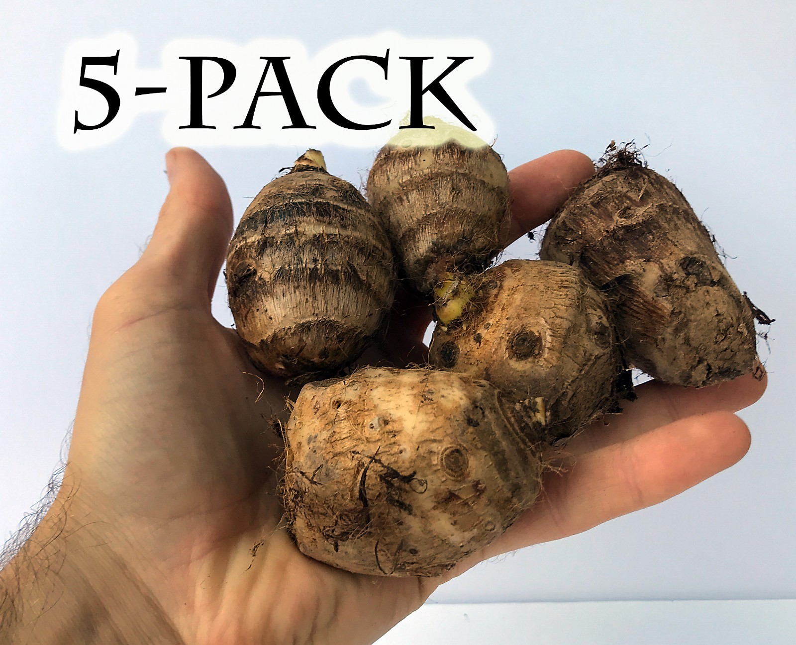 5x Elephant Ear Bulbs – Grow a Tropical Garden!