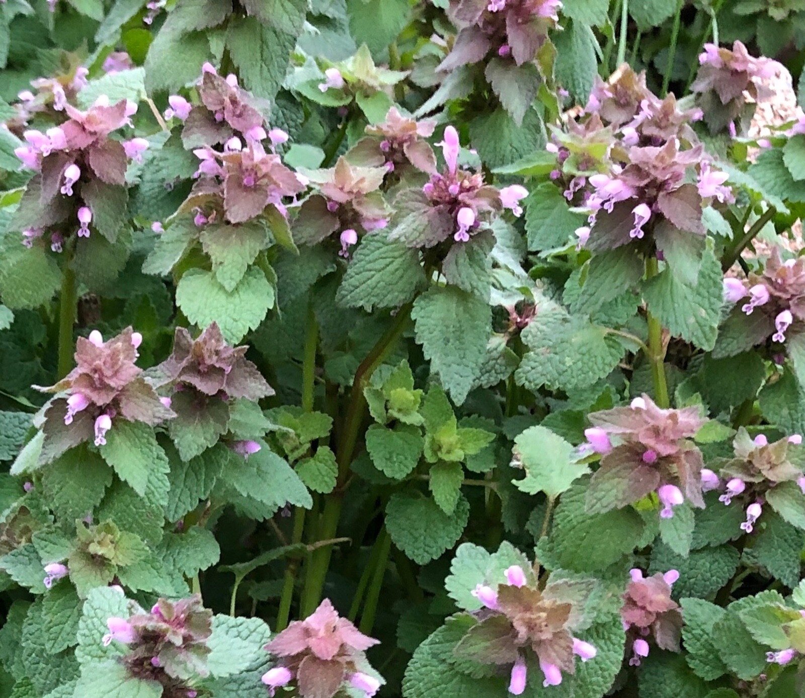 Organic Purple Dead-Nettle Lamium Purpuream Archangel Medicinal Herb FRESH SEEDS
